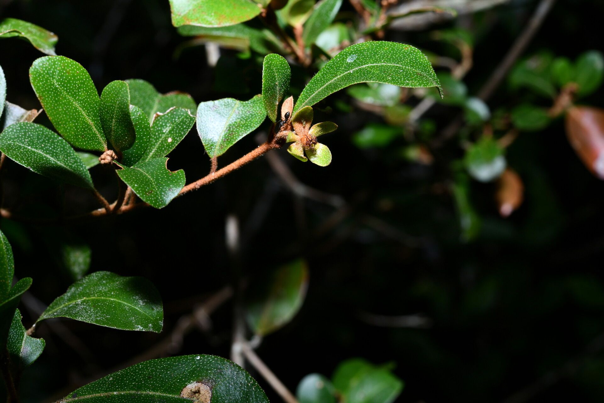 Croton macrobuxus leaf
