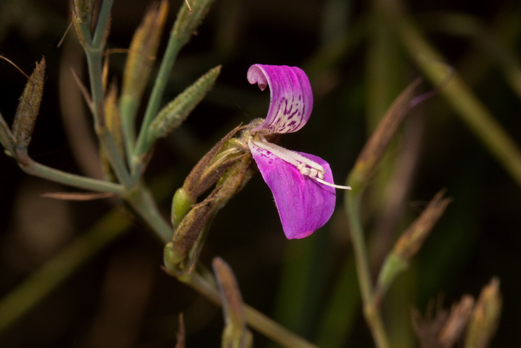 Dicliptera hensii — houseplant care guide