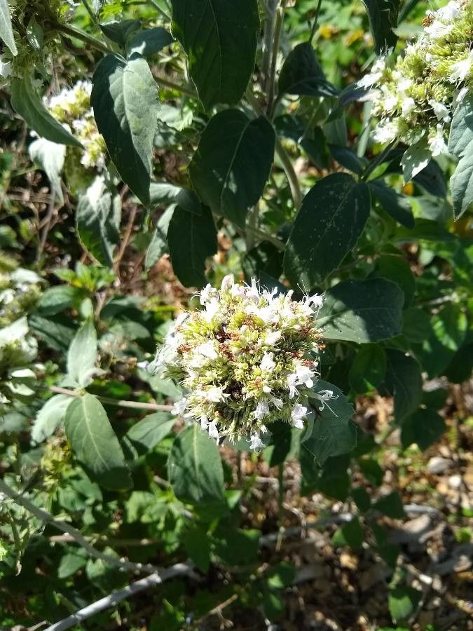 Pycnanthemum incanum flower