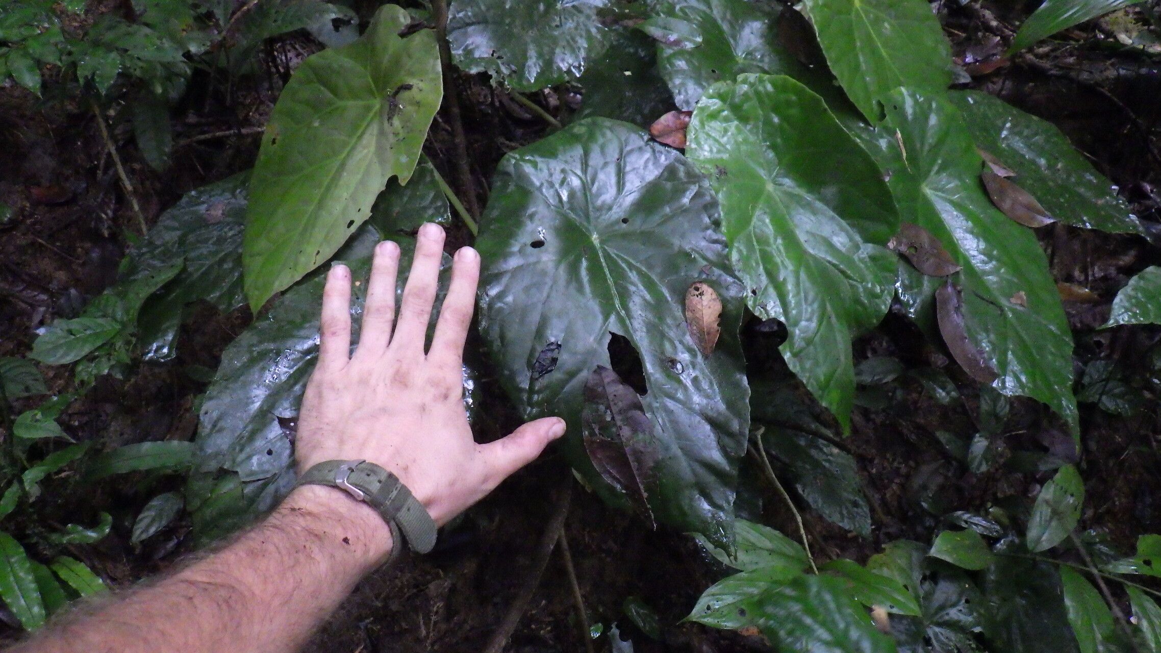 Begonia scapigera habit