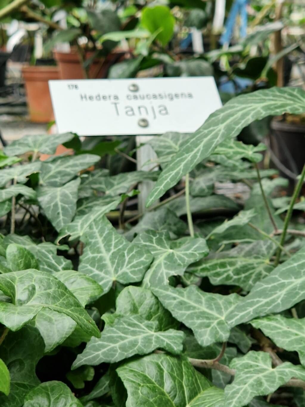 Hedera caucasigena other