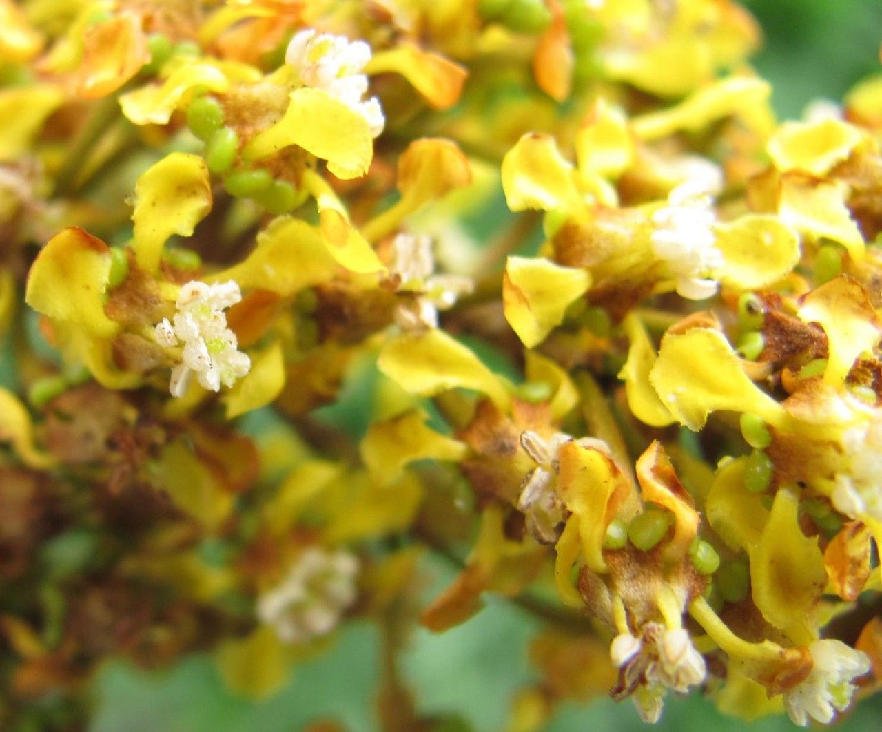 Heteropterys obovata fruit