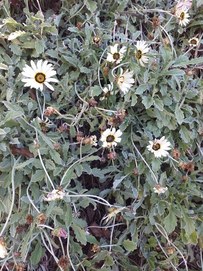 Arctotis stoechadifolia habit