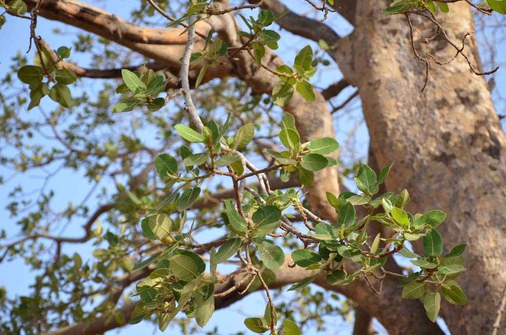 Ficus ovata — houseplant care guide