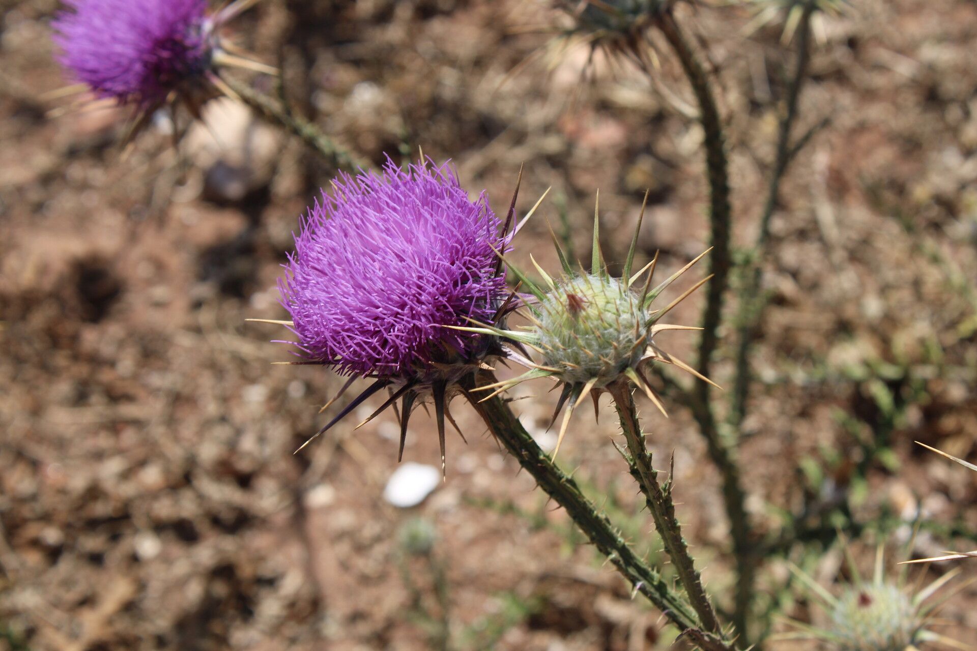 Onopordum dissectum other