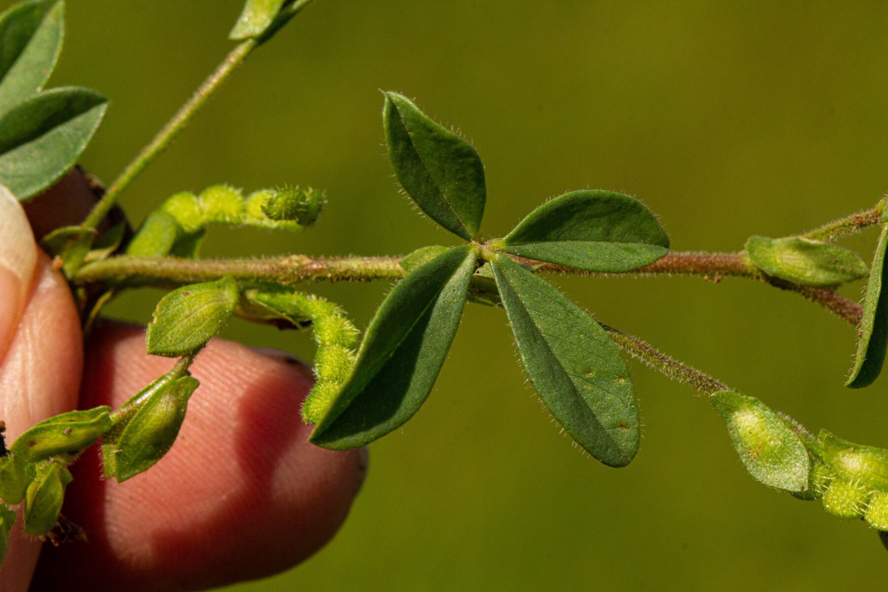 Zornia setosa — houseplant care guide