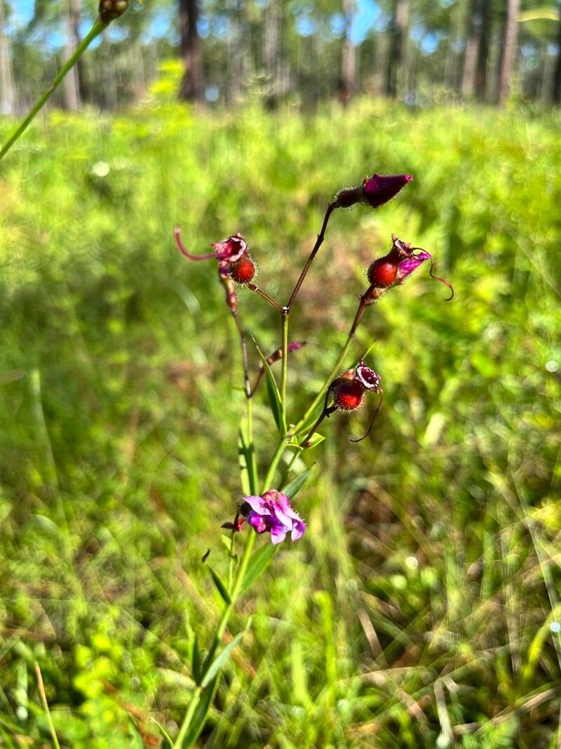Rhexia alifanus fruit