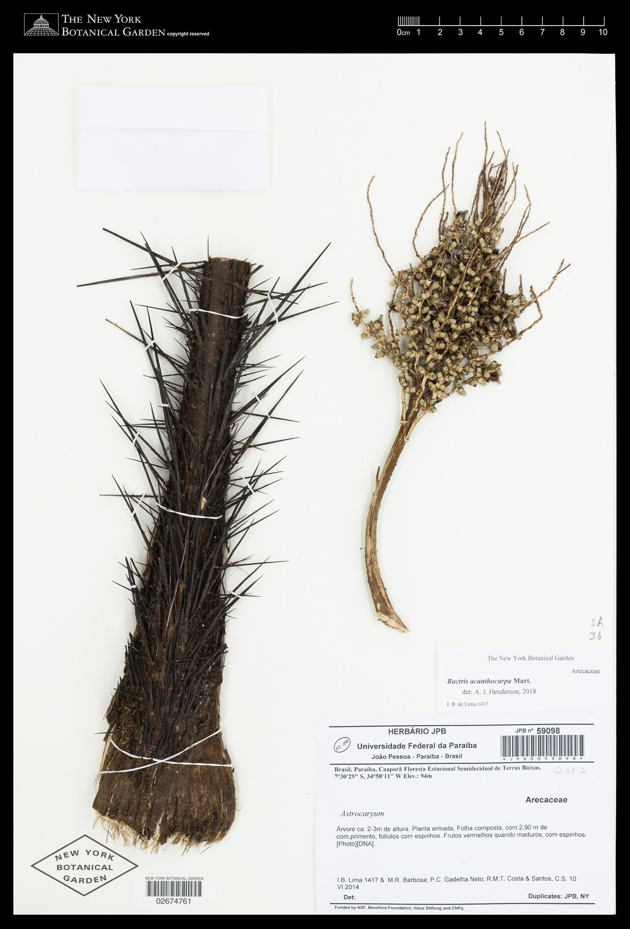 Bactris acanthocarpa flower