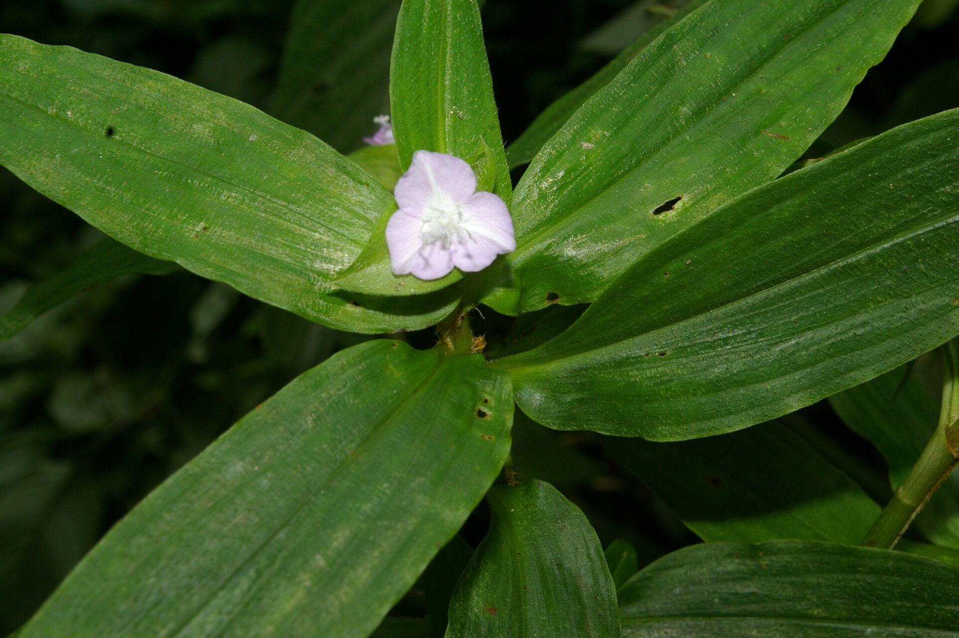 Tradescantia poelliae flower