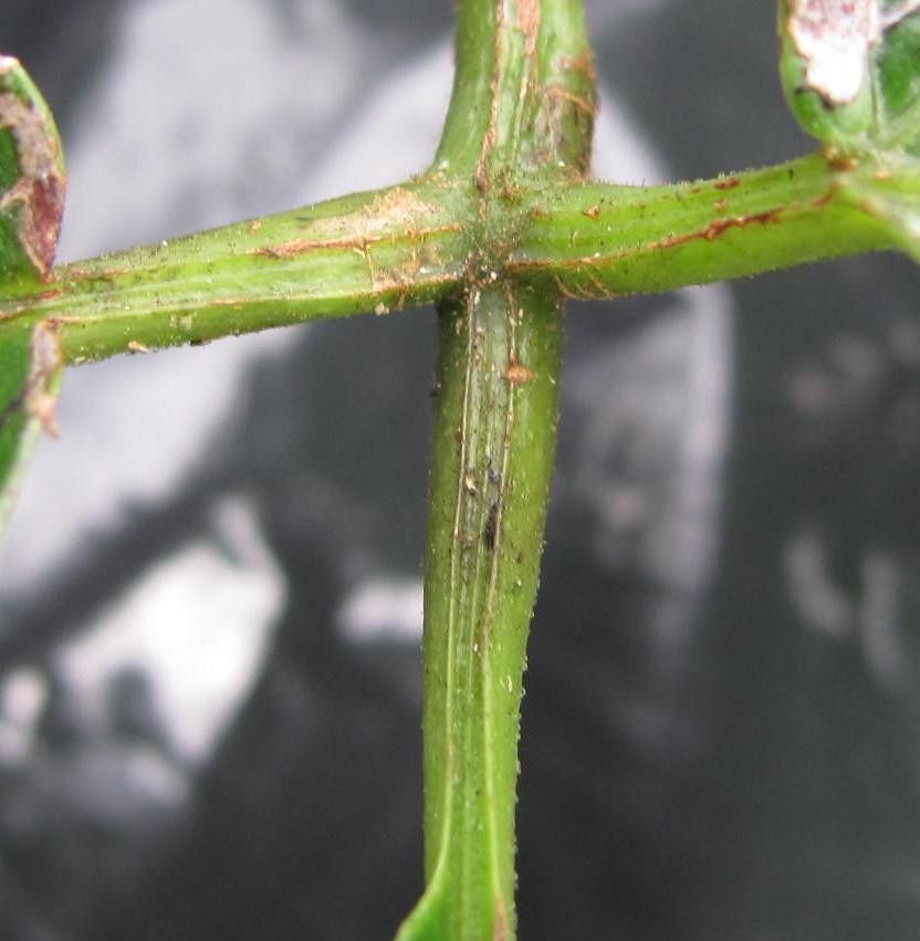 Cissus serrulatifolia bark