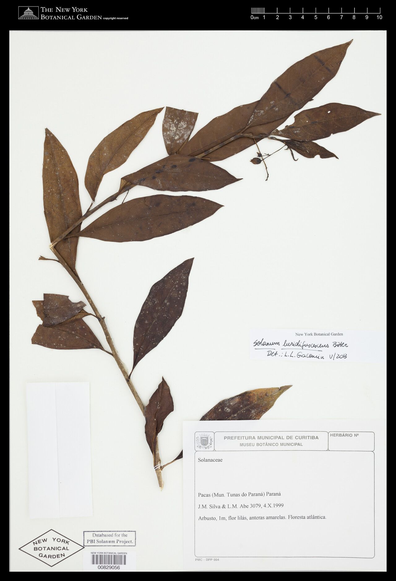 Solanum luridifuscescens — houseplant care guide