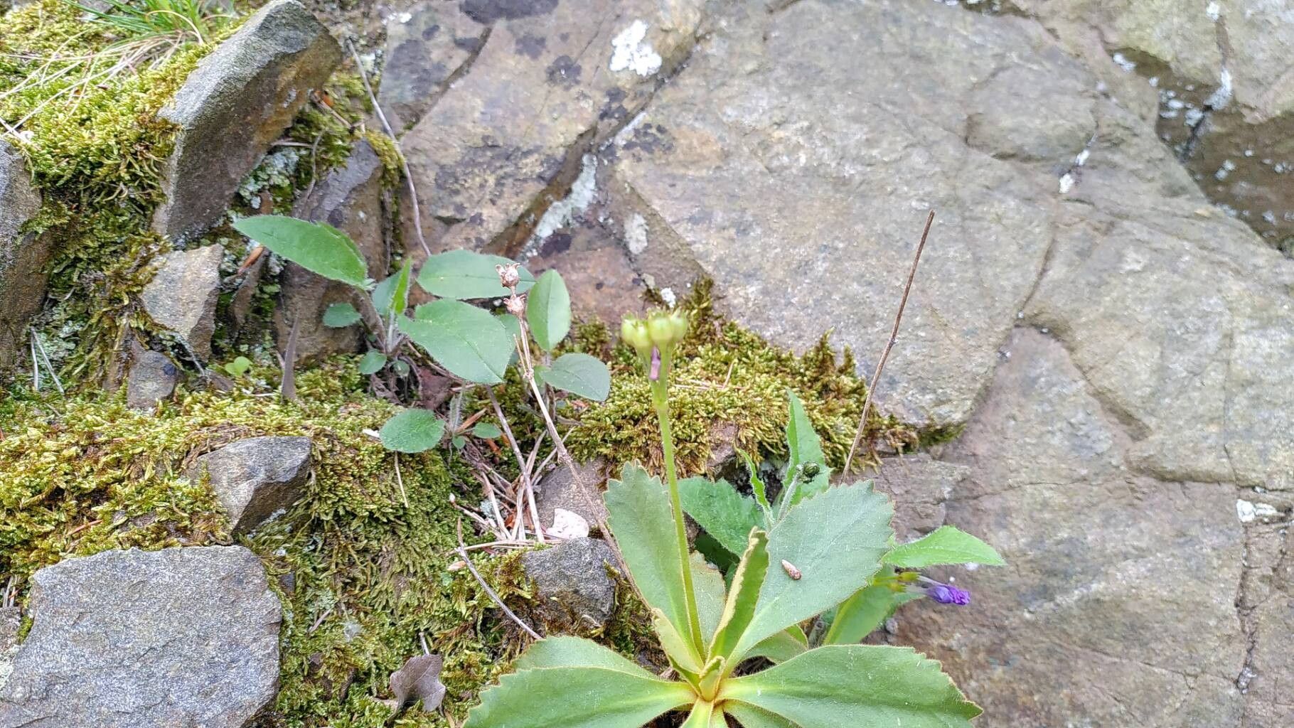 Primula villosa fruit