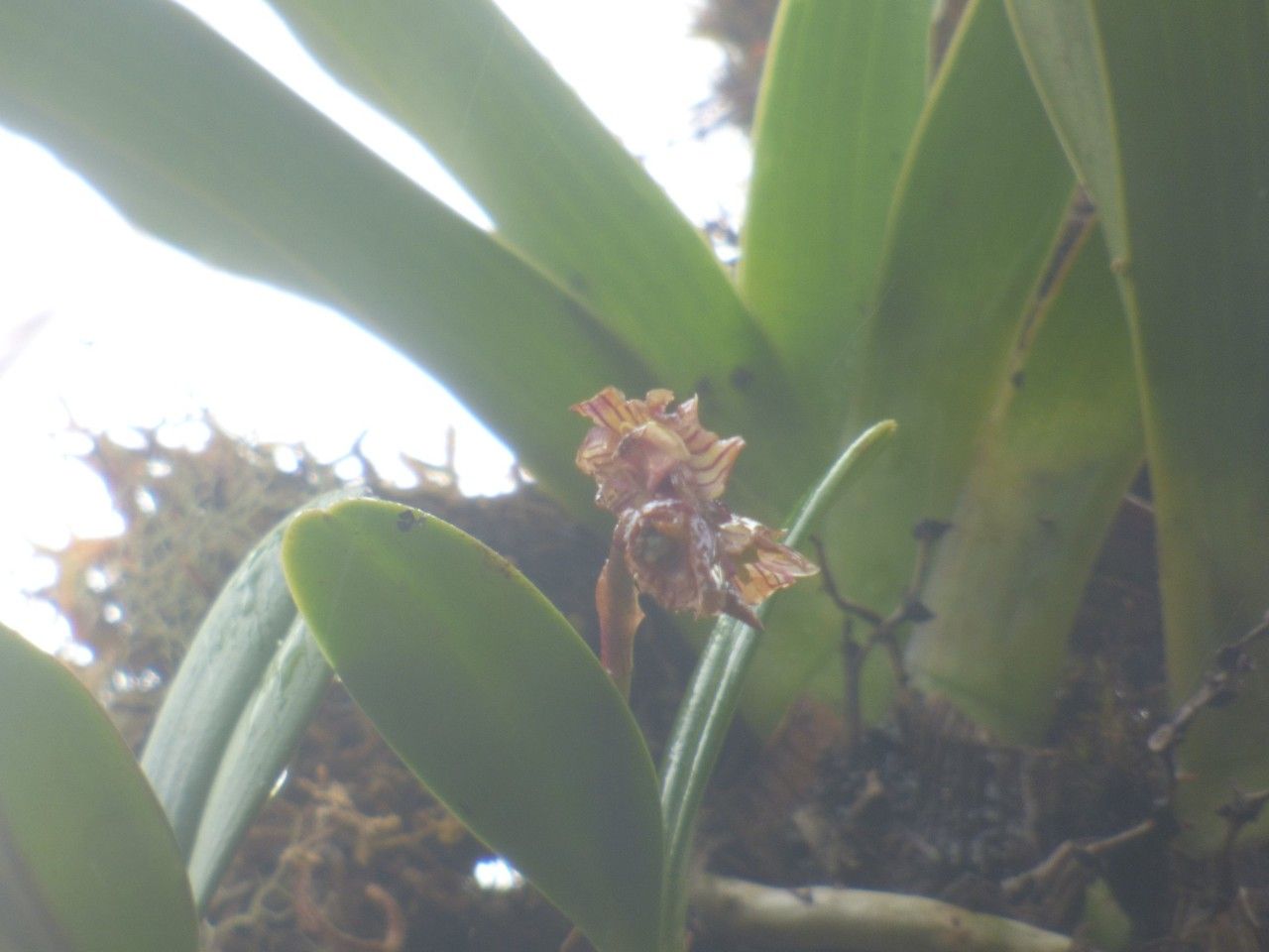 Bulbophyllum molossus — houseplant care guide