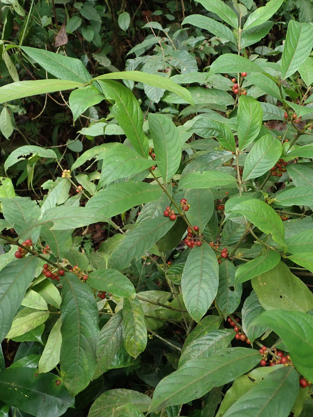 Pauridiantha multiflora habit