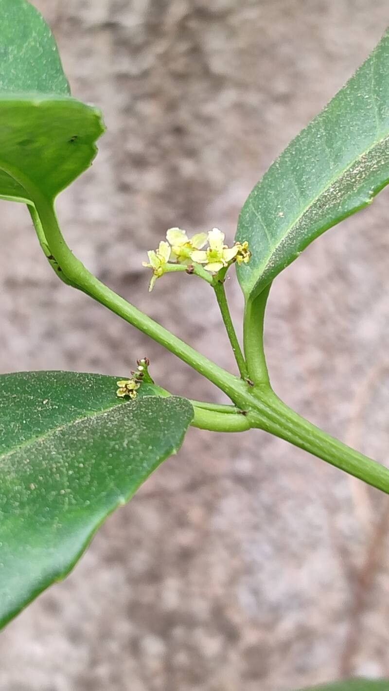 Elaeodendron papillosum flower