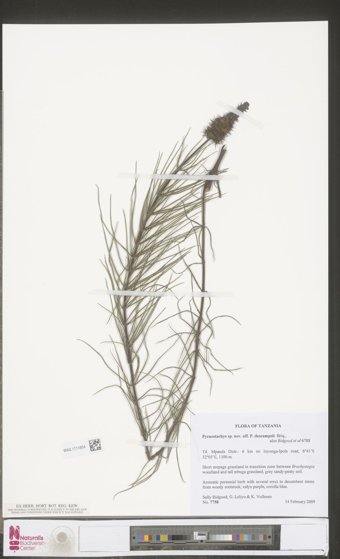 Coleus descampsii — houseplant care guide