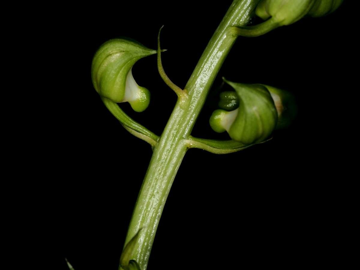 Eulophia moratii fruit