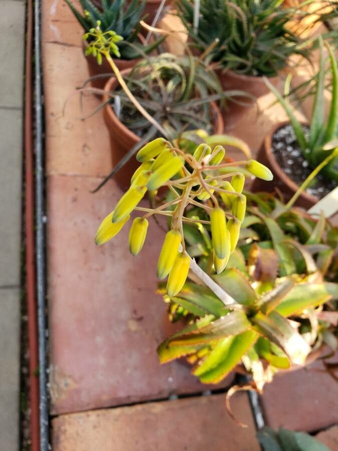 Aloe bruynsii flower