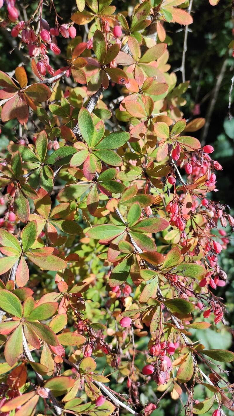 Berberis temolaica leaf