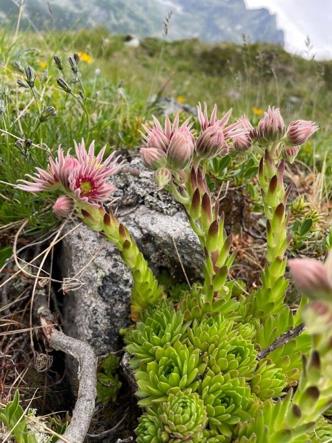 Sempervivum carpathicum habit