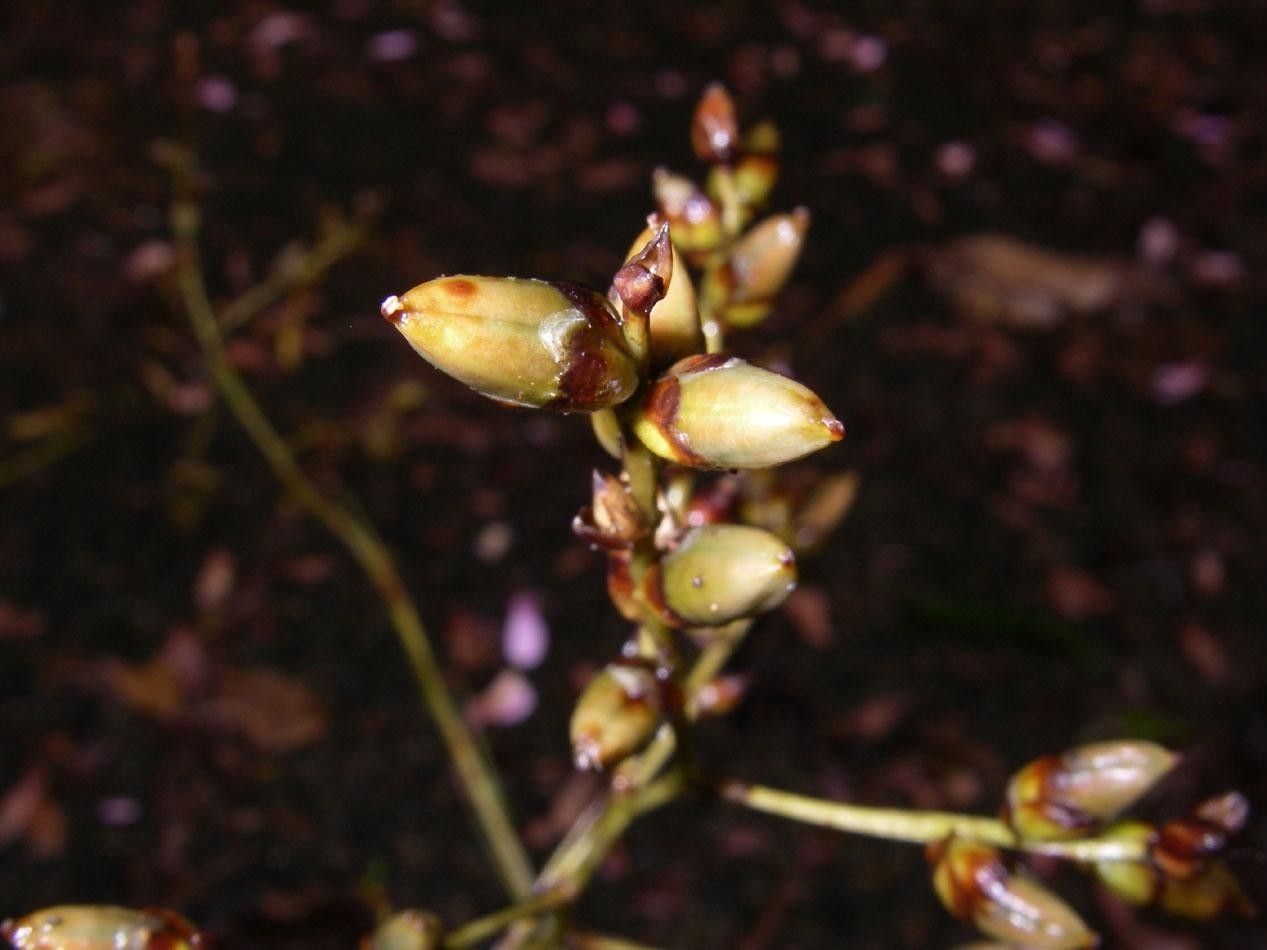 Catopsis juncifolia — related species from the same genus