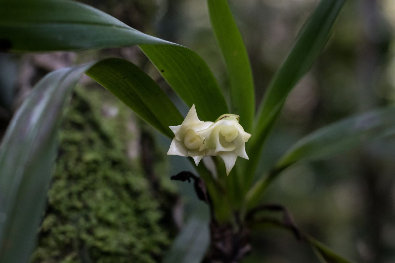 Angraecum cadetii flower