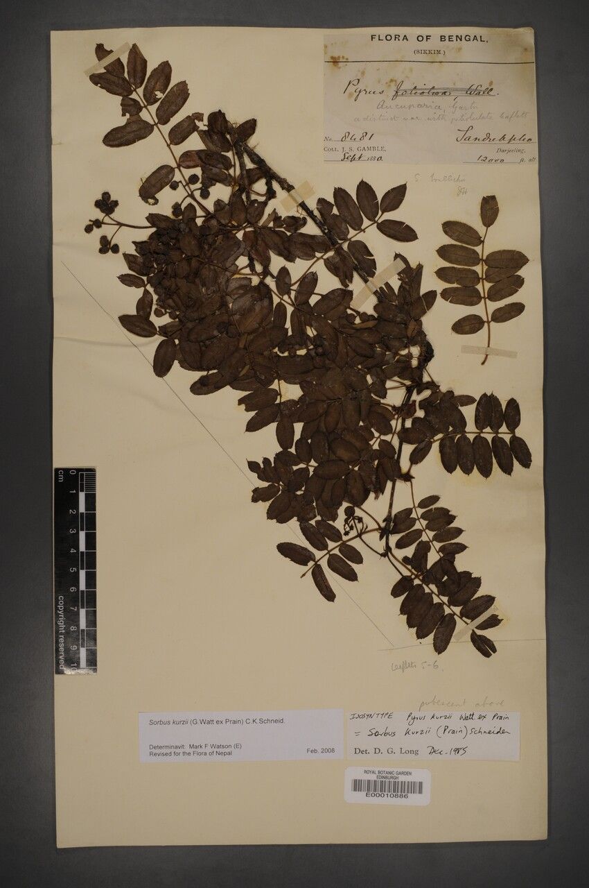 Sorbus kurzii — houseplant care guide