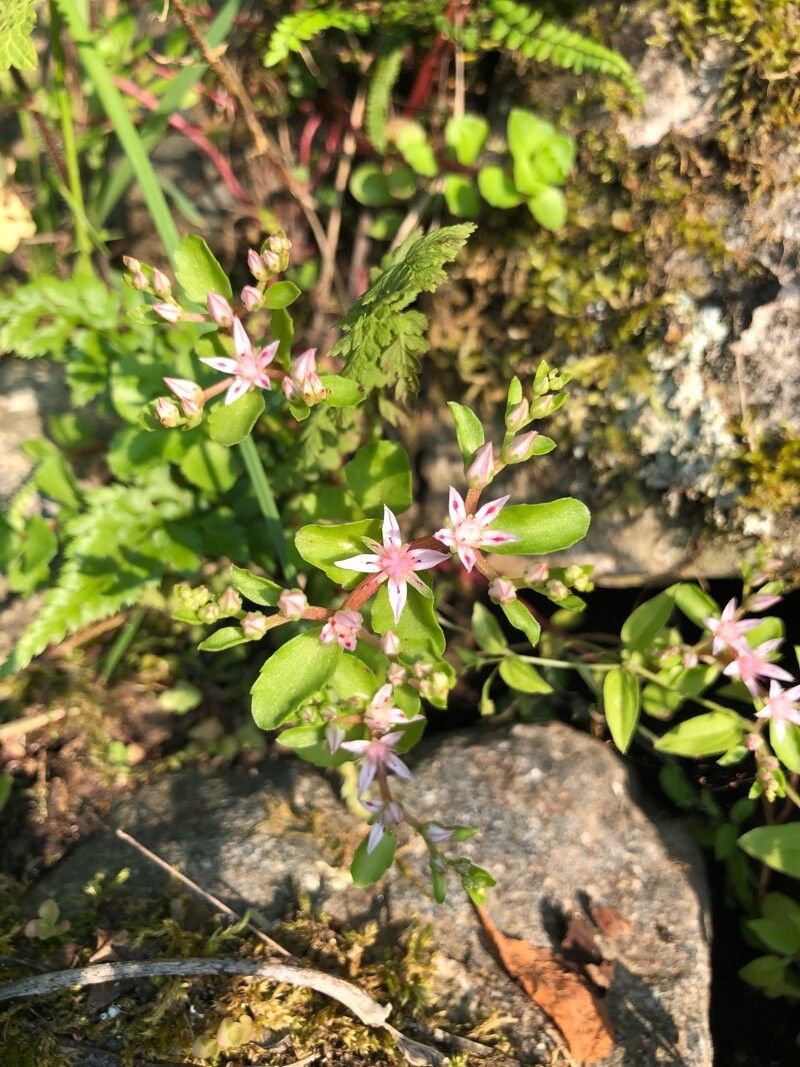 Phedimus stoloniferus — search result for 'Phedimus'