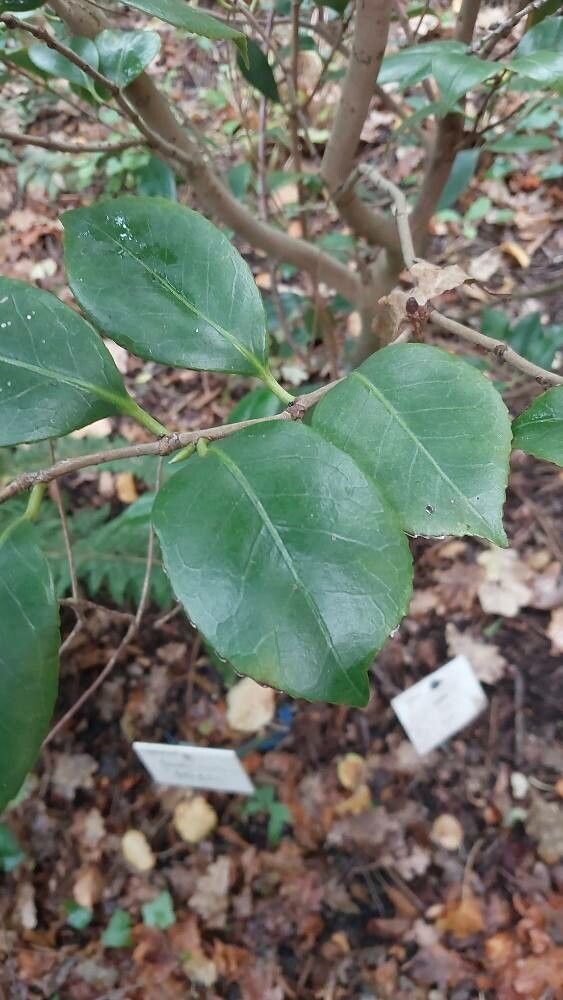 Camellia reticulata leaf