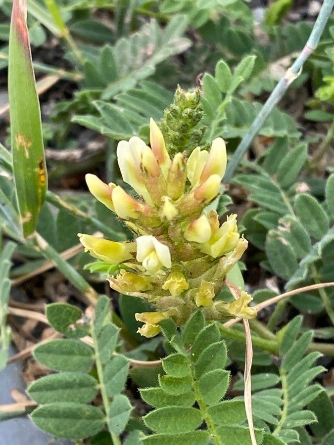 Astragalus cicer flower