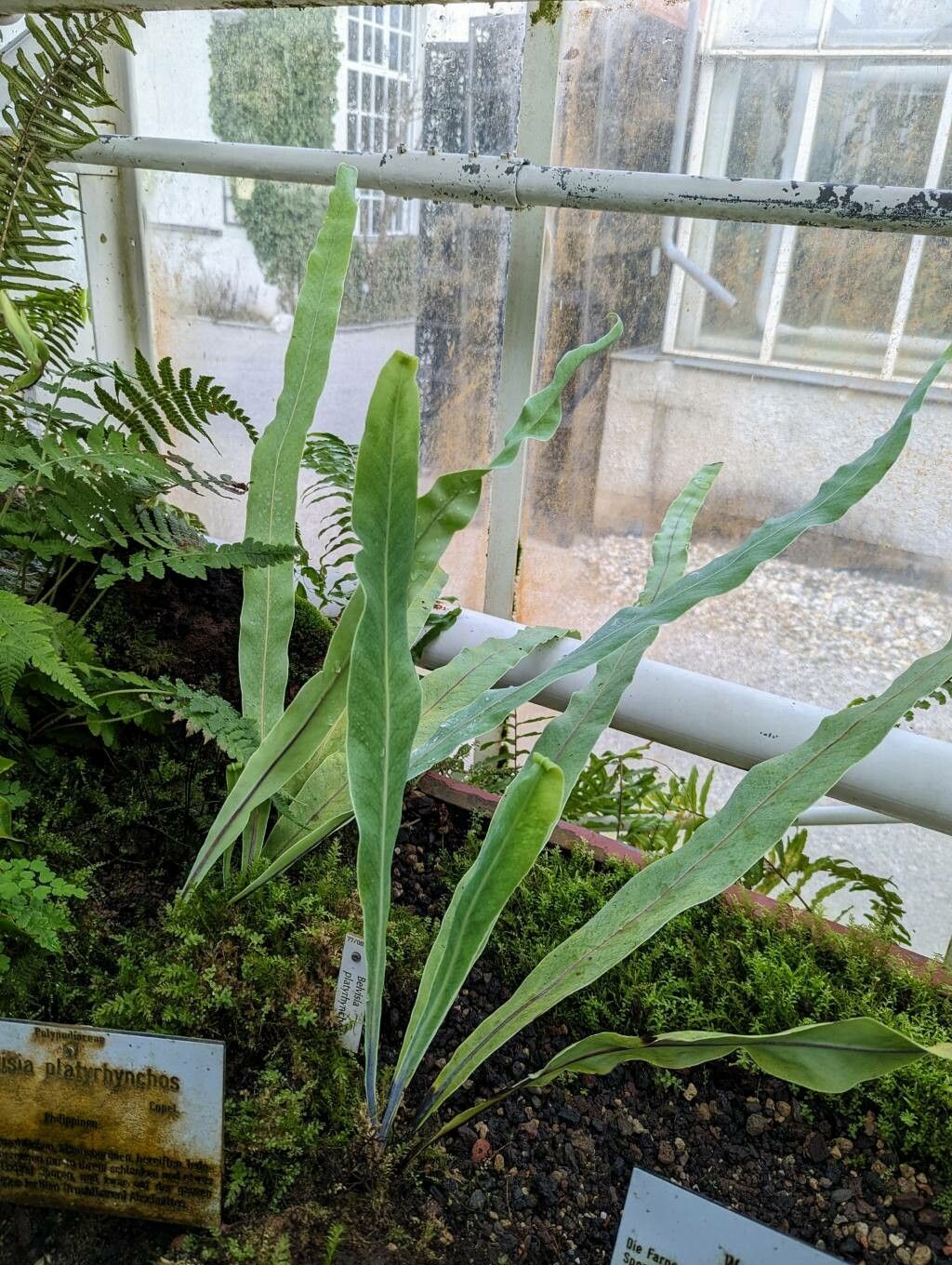 Lepisorus platyrhynchos habit