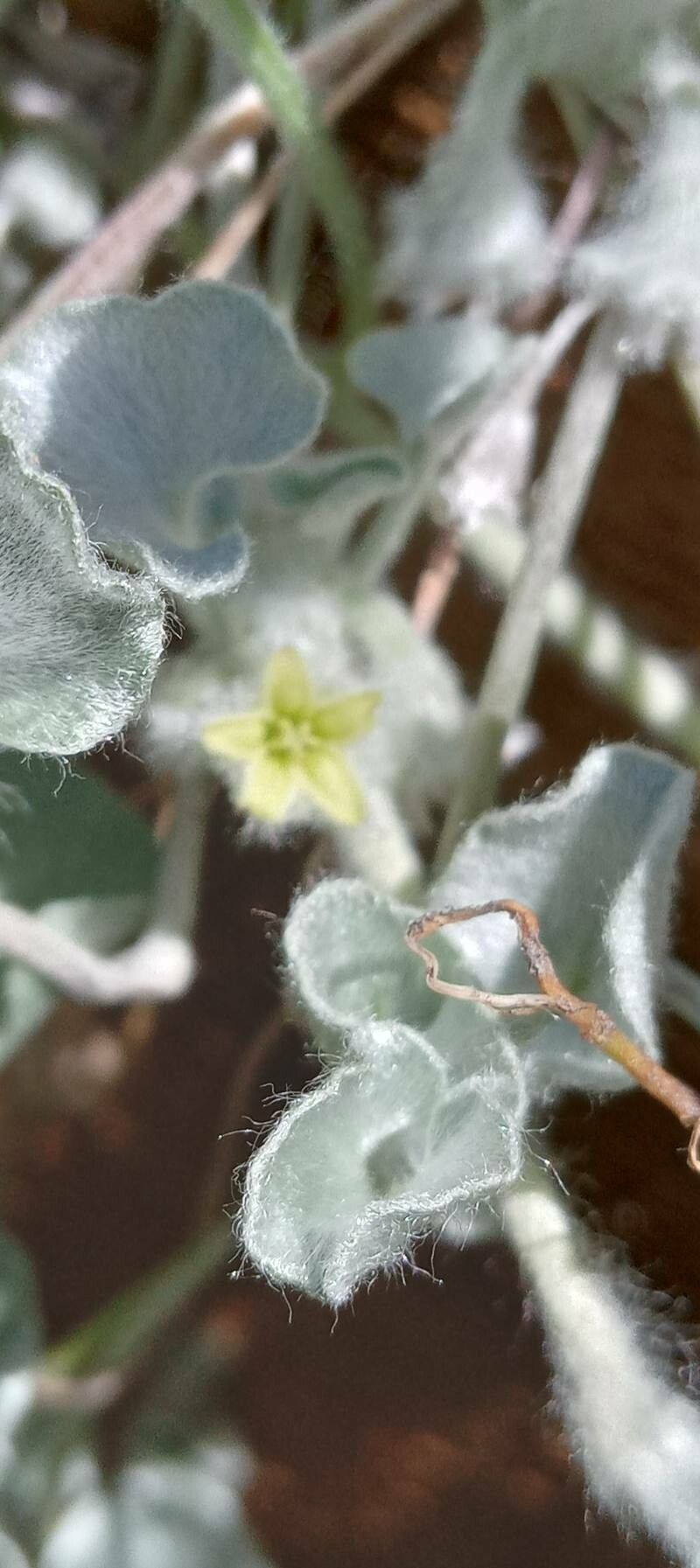 Dichondra argentea flower