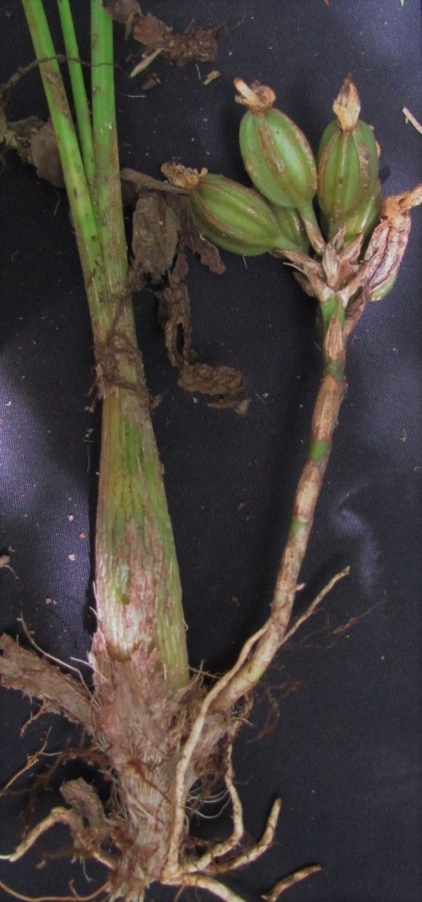 Coeliopsis hyacinthosma — houseplant care guide