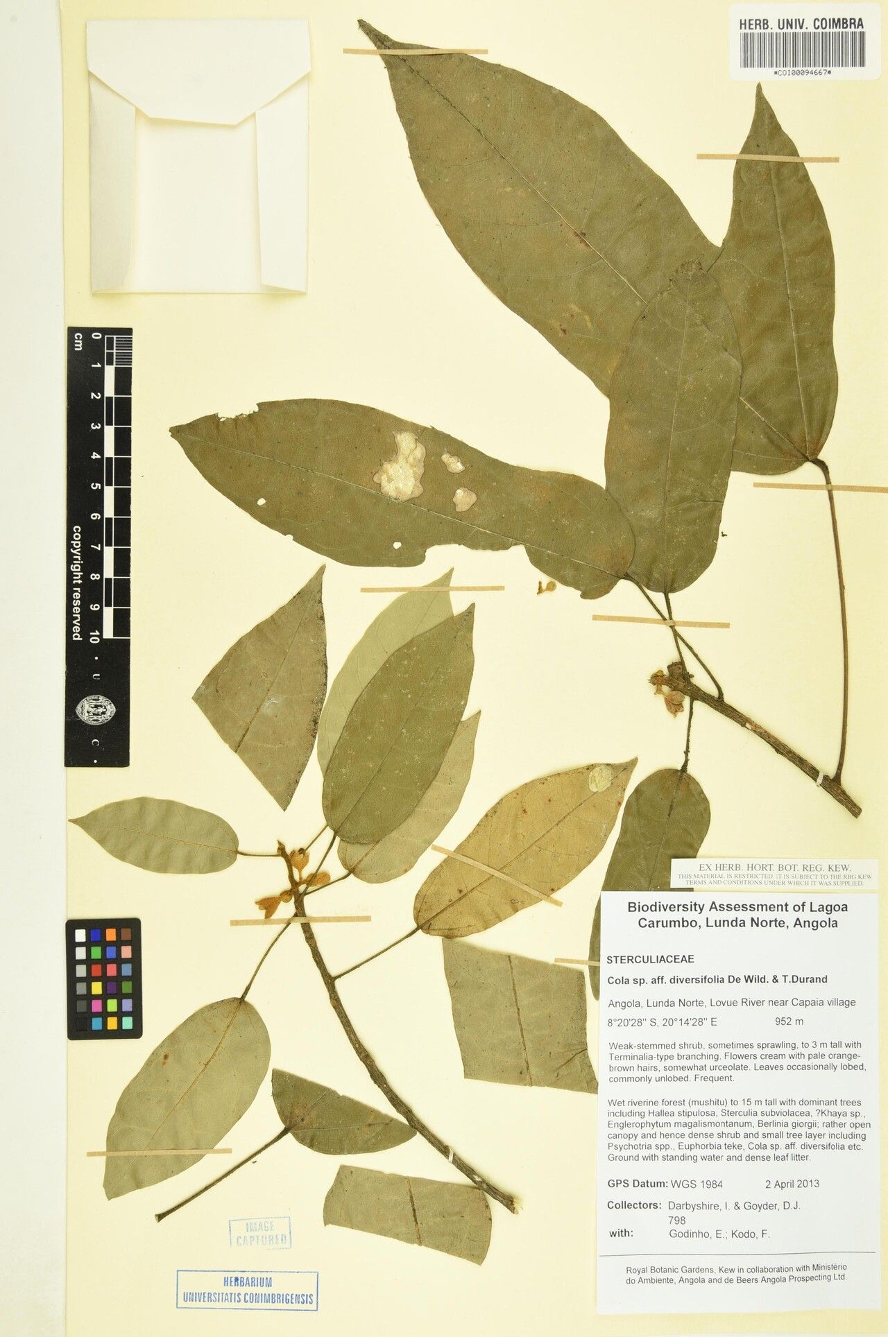 Cola diversifolia — houseplant care guide