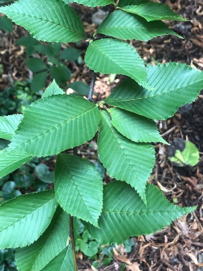 Sorbus aronioides — houseplant care guide
