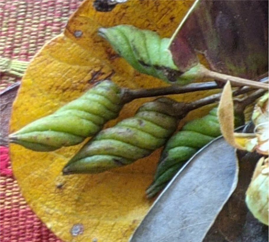 Helicteres guazumifolia fruit