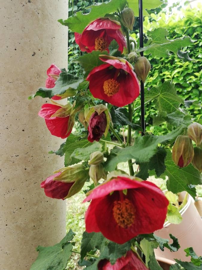 Abutilon agnesiae flower