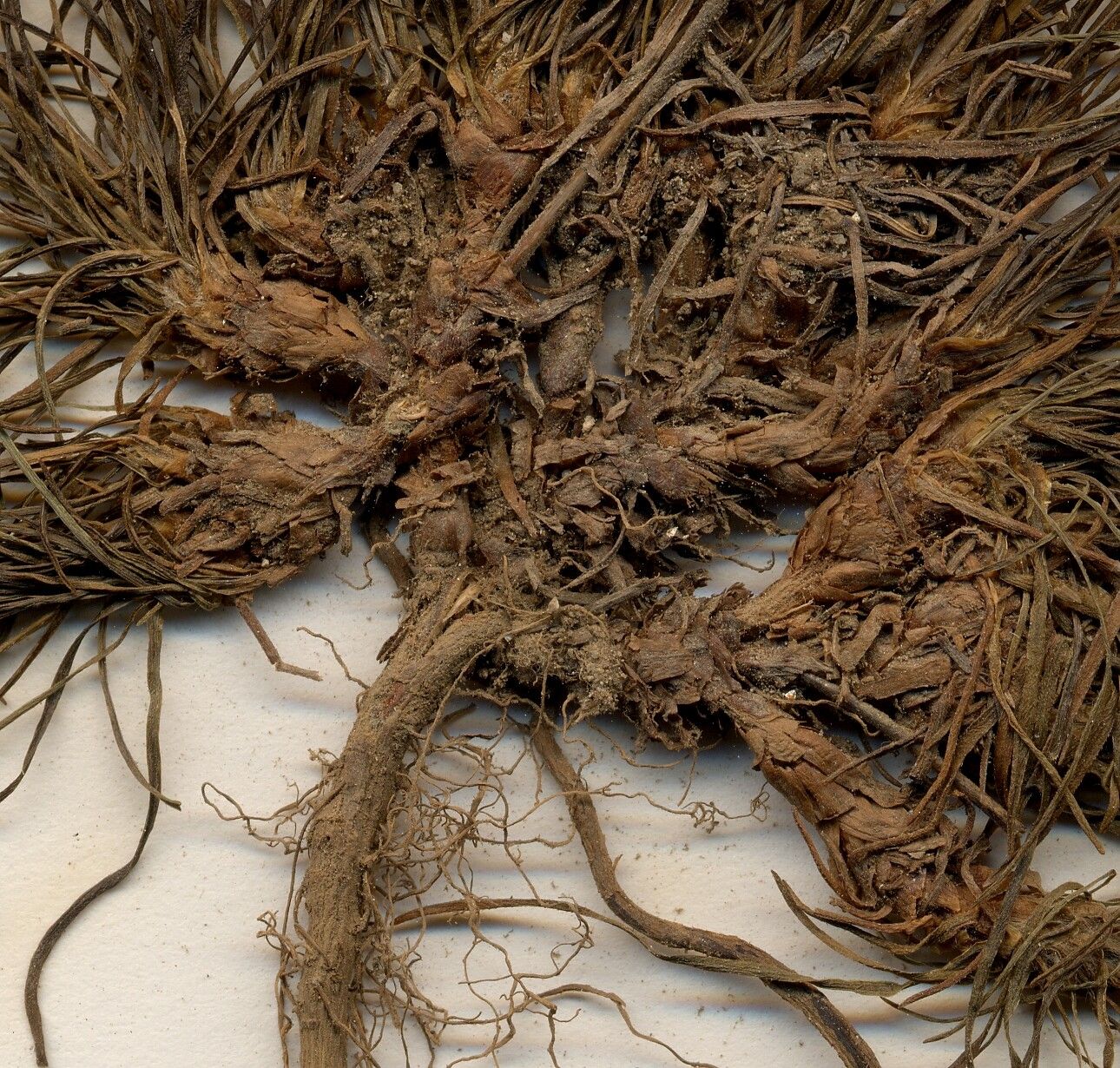 Thymus linearis — search result for 'Thymus'