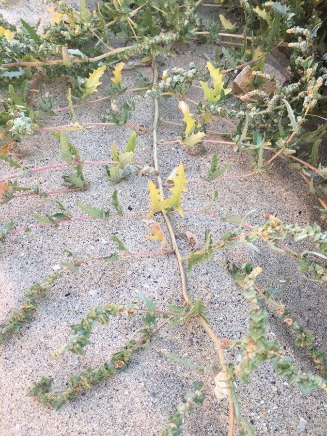 Atriplex tatarica — search result for 'Atriplex'