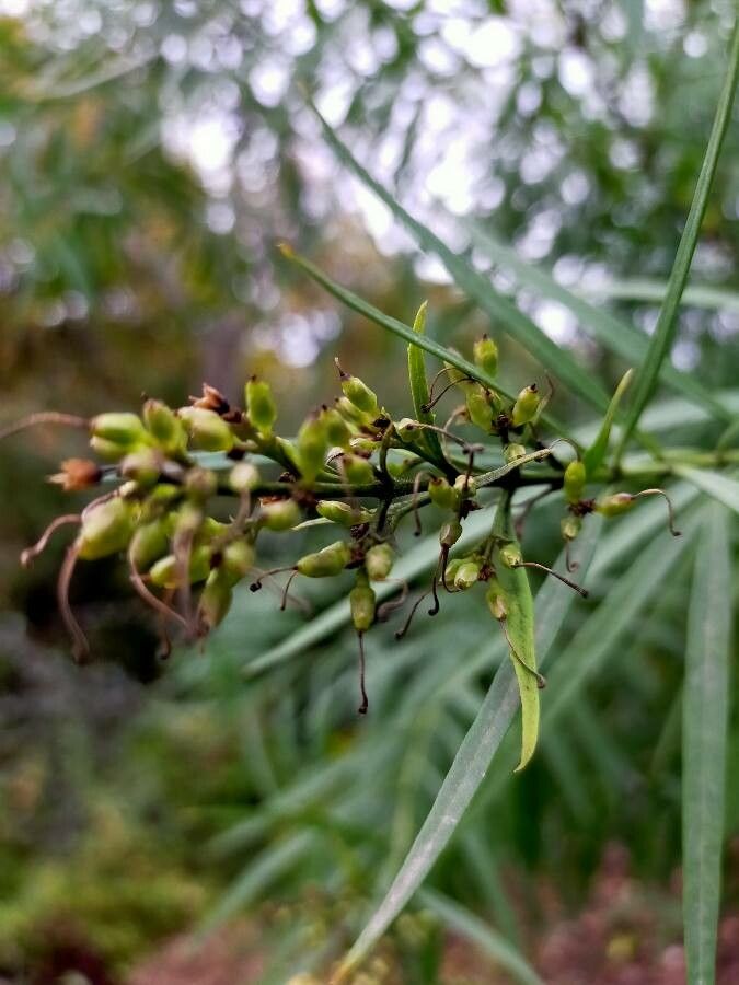 Freylinia lanceolata fruit