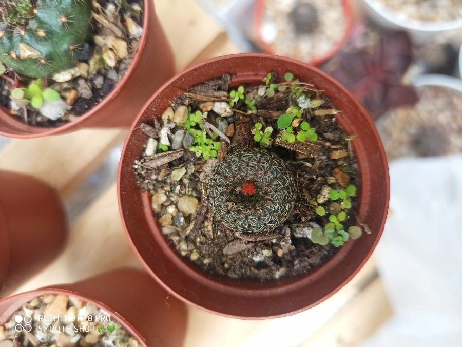 Frailea phaeodisca leaf