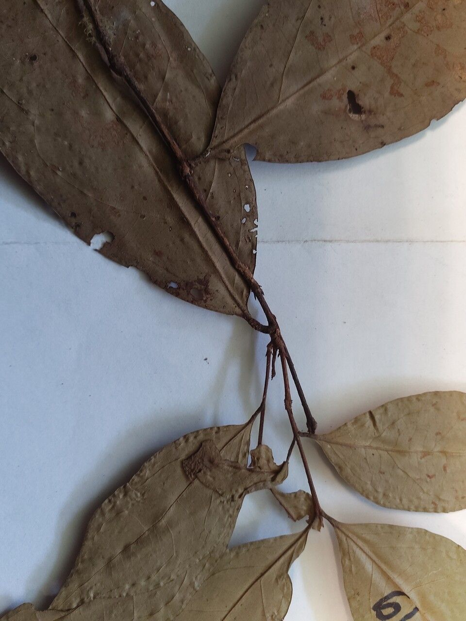 Eugenia patrisii — search result for 'Eugenia'