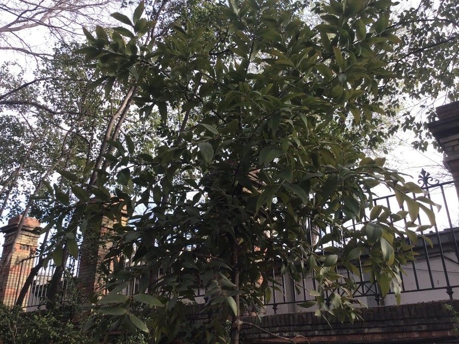 Agathis robusta habit