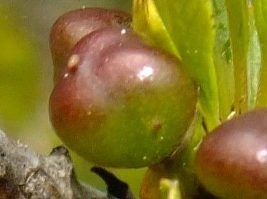 Rhamnus crenulata fruit