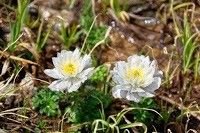 Trollius lilacinus flower