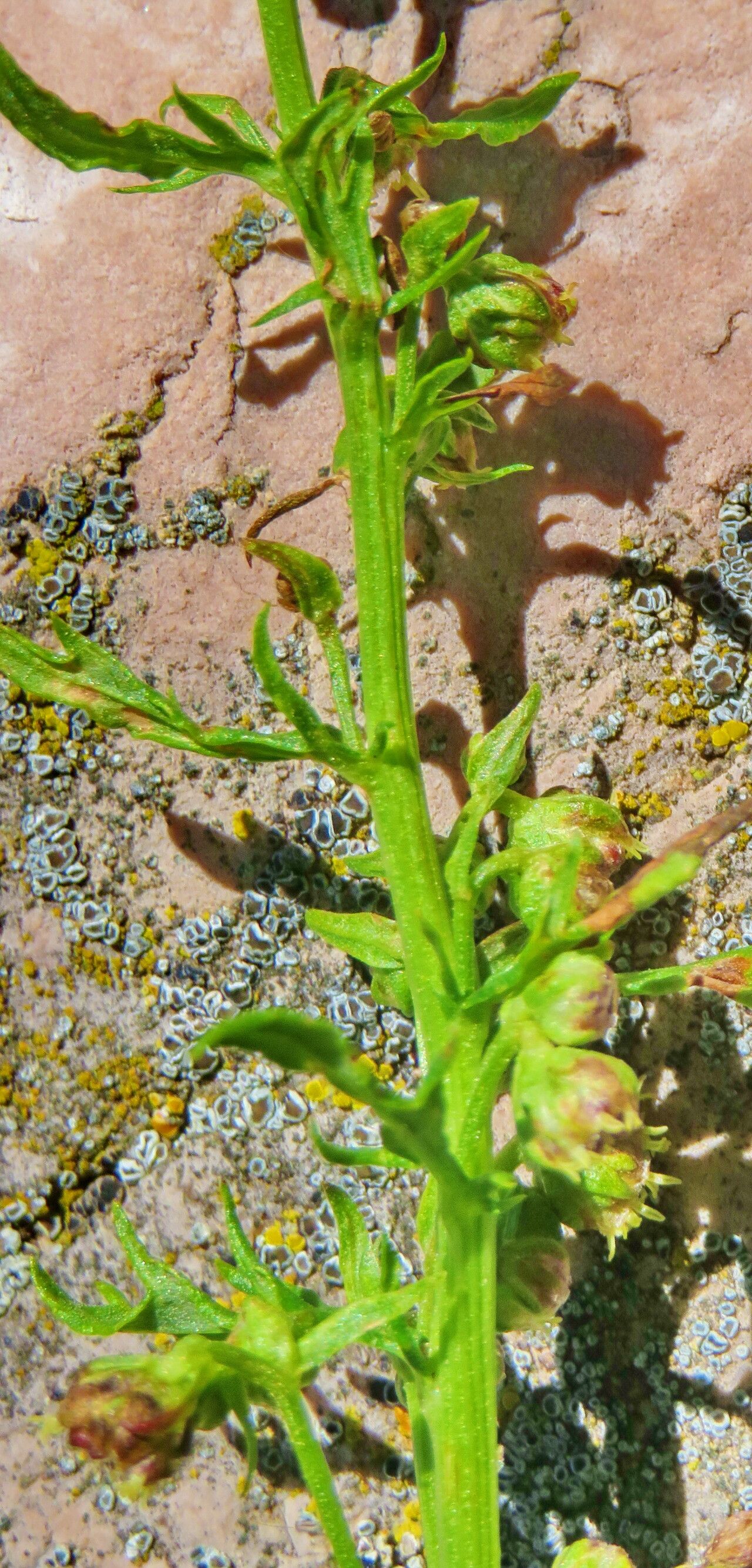 Artemisia michauxiana flower
