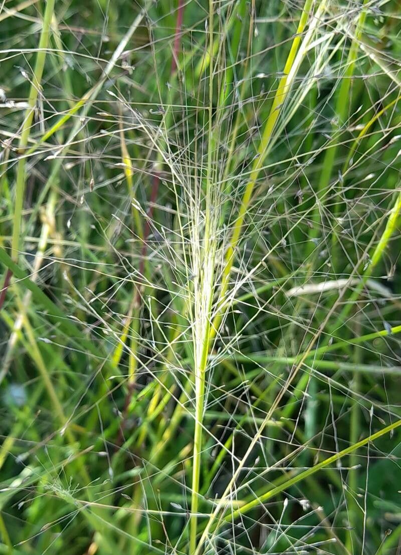 Muhlenbergia asperifolia fruit