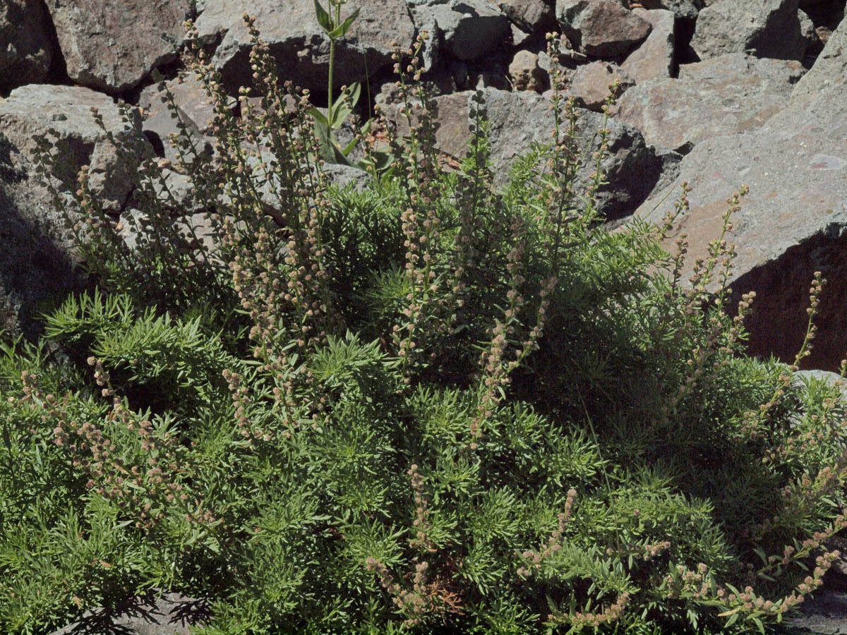Artemisia michauxiana habit