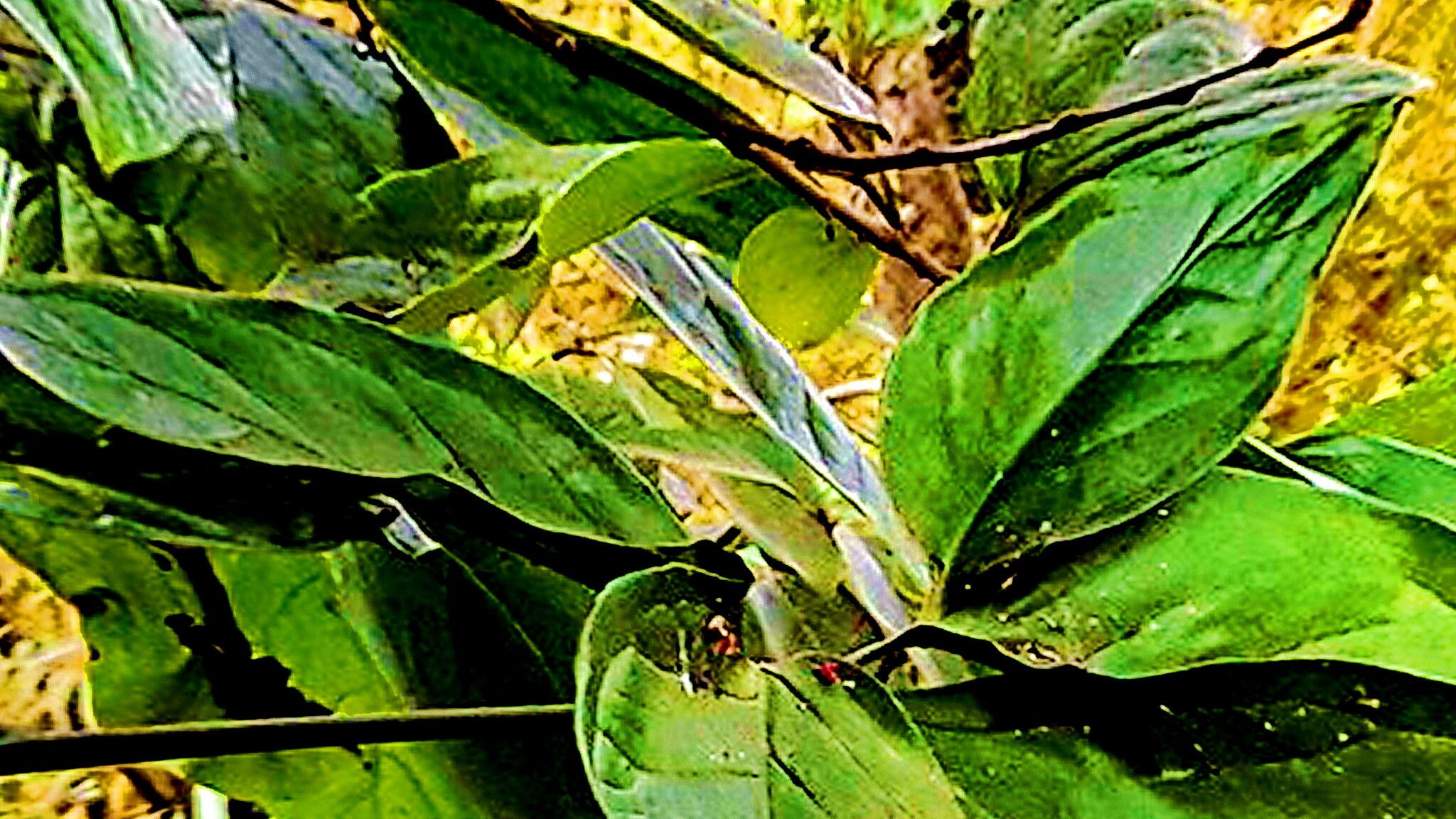 Syngonium neglectum — houseplant care guide