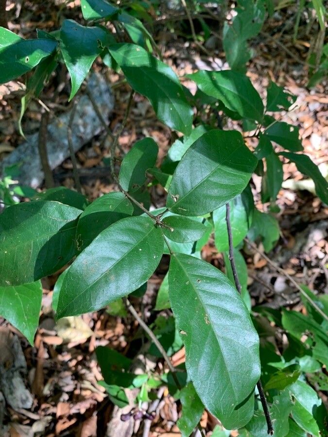 Morisonia frondosa — houseplant care guide